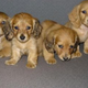 Illustration for article titled Reader Roundup: Adorable Puppies, Coming To A Therapist Near You!
